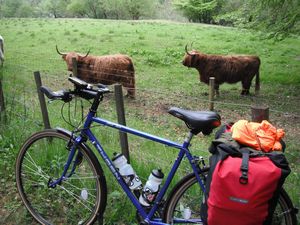 Highland cows near Invergarry