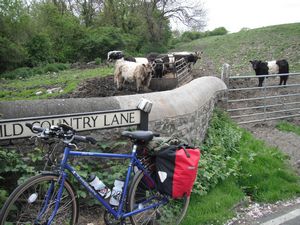 Wild country? Bullocks