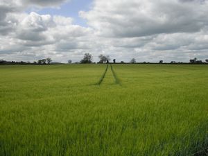 Very green field about a mile to the north of Pontesbury